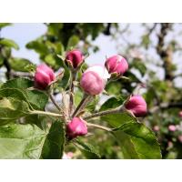 3070_4220004 geschlossene Knospen der Apfelblüte im Alten Land - rote Knospen am Apfelbaum. | Fruehlingsfotos aus der Hansestadt Hamburg; Vol. 2